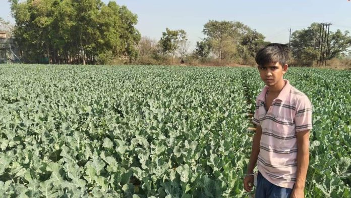 farming-tips:-बंजर-जमीन-पर-उगाई-जंबो-गोभी,-युवा-किसान-की-चमकी-किस्मत farming-tips:-बंजर-जमीन-पर-उगाई-जंबो-गोभी,-युवा-किसान-की-चमकी-किस्मत