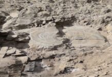 शिमला में मिले पेड़ जैसे पत्थर को भूविज्ञान शोधार्थियों ने माना जीवाश्म, 2019 में हुई थी पहचान