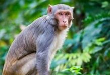 वाराणसी : अब नगर निगम नहीं, वन विभाग संभालेगा बंदरों के प्रबंधन की कमान