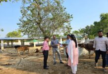 मऊ में अस्थाई गौ आश्रय स्थलो में पशुओ के रखाव में मनमानी, सीडीओ गंभीर, खामिया दूर करें अन्यथा कार्यवाही