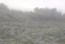 तेज़ आंधी बारिश ने किसानों के अरमानों पर फेरे पानी,सैकड़ों एकड़ में लगे मकई के पौधे हुए जमींदोज