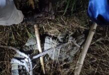 गेहूं के खेत में दिखा 5 फीट का मगरमच्छ, मजदूरों में दहशत